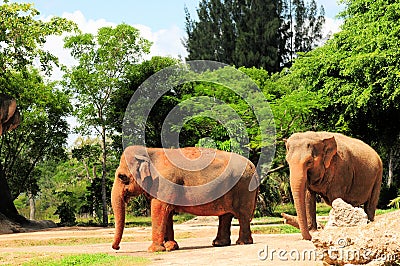 Female Asian elephants Stock Photo