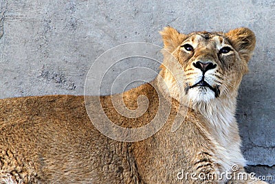 Female Asiatic Indian lion Panthera leo persica Stock Photo