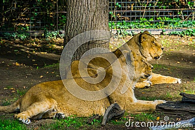Female Asiatic lion couple laying together on the ground, Wild tropical cats Stock Photo