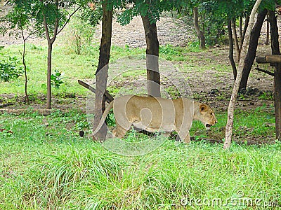 Female Asiatic Lion - Lioness - in Forest Stock Photo