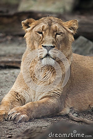 Female Asiatic lion (Panthera leo persica). Stock Photo