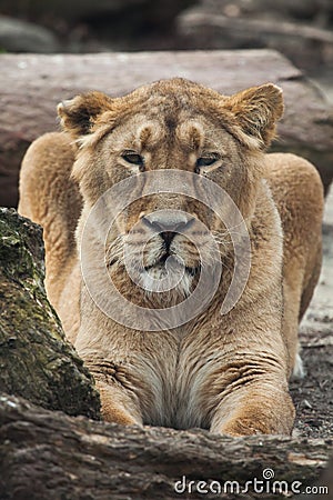 Female Asiatic lion (Panthera leo persica). Stock Photo