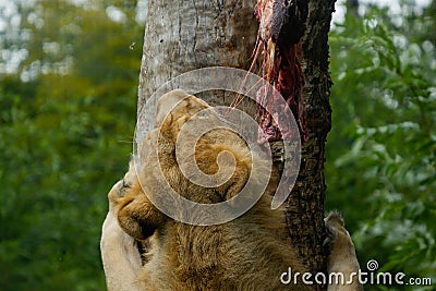 Female Asiatic Lion / Panthera leo persica eating raw meat Stock Photo