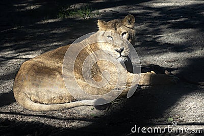 female Asiatic lion, Panthera leo persica, rests and observes the surroundings Stock Photo