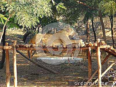 Female Asiatic Lion Sitting over a Wooden Structure Stock Photo