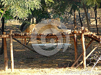 Female Asiatic Lion Sitting over a Wooden Structure Stock Photo