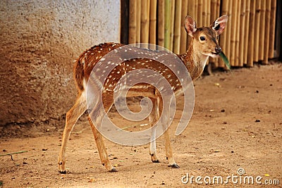 Female axis deer Stock Photo