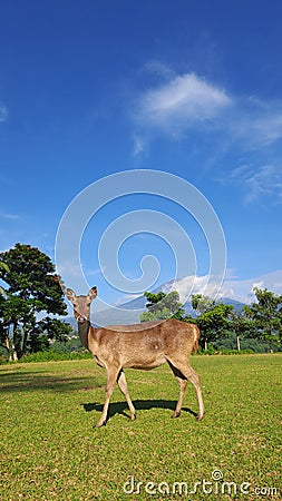 Female Axis Kuhlii, Bawean Deer, Brown Deer Stock Photo