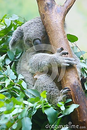 A female and a baby Koalas are sleeping on the trunk Stock Photo