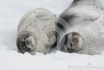 Female and baby Weddell seal lying in the snow. Stock Photo