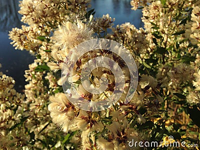 Female Baccharis Halimifolia Plants in the Sun near a Pond in the Fall. Stock Photo