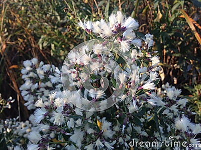 Female Baccharis Halimifolia Plants in the Sun near a Pond in the Fall. Stock Photo