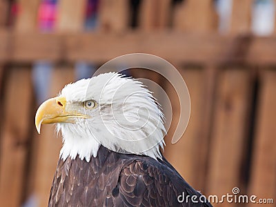 A Female Bald Eagle Stock Photo