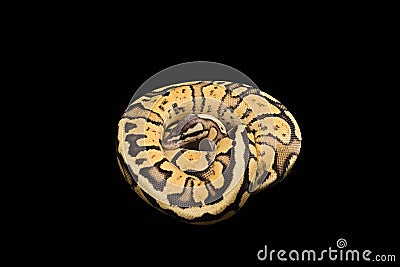 Female Ball Python. Firefly Morph or Mutation Stock Photo