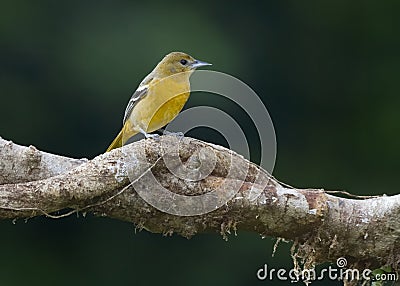 Female Baltimore Oriole, Costa Rica Stock Photo