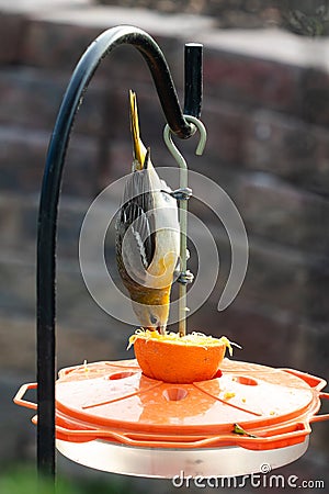 Female Baltimore oriole at a feeder eating an orange hanging upside down Stock Photo