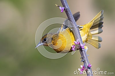 Female Baltimore Oriole perched in a flowering Eastern Redbud Stock Photo