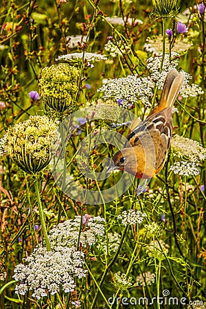 Female Baltimore Oriole in Wild Flowers Stock Photo