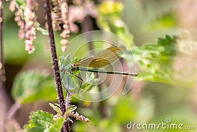 Female banded demoiselle Caloptery Splendens with golden wings, a green-chromed body and red facette eyes as filigree insect Stock Photo