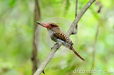 Female banded kingfisher Stock Photo