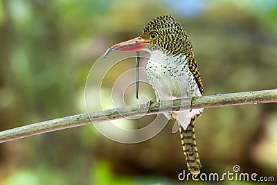 A female Banded Kingfisher bird catches earthworm for food in the forest. Stock Photo