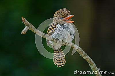 Female Banded Kingfisher standing on the branch Stock Photo