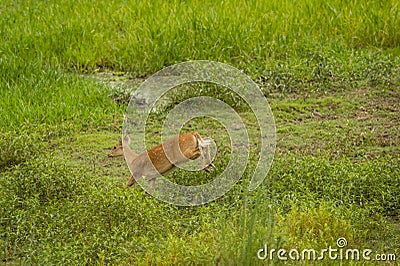 female Barasingha or Rucervus duvaucelii or Swamp deer a elusive and vulnerable animal species running and jumping from fear at Stock Photo