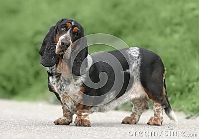 Female Basset Hound dog Stock Photo