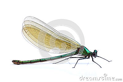 Female of Beautiful demoiselle (Calopteryx virgo) isolated on white Stock Photo