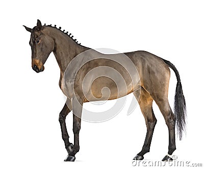 Female Belgian Warmblood, BWP, 4 years old, with mane braided with buttons Stock Photo