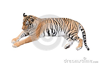 Female bengal tiger isolated Stock Photo