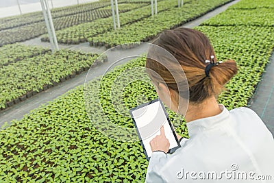 Female Biotechnology engineer tablet greenhouse. Plant seedlings Stock Photo