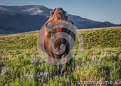 Female bison walking through the wildflowers of Lamar Valley Stock Photo