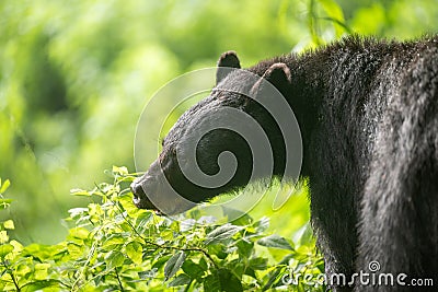 Female black bear feeding Stock Photo