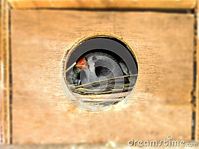 Female black cheeked Zebra Finch in her breeding box. Stock Photo