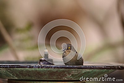 Female Black-faced Dacnis bird Dacnis lineata Stock Photo