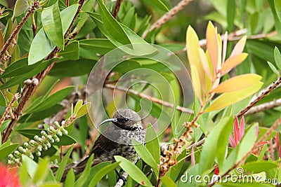 Female Black Sunbird In Bottlebrush Tree Nectarinia amethystina Stock Photo