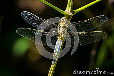 Female Black-tailed skimmer, Orthetrum cancellatum, closeup Stock Photo