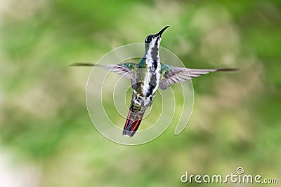 Vivid, tropical hummingbird hovering in the air facing camera Stock Photo