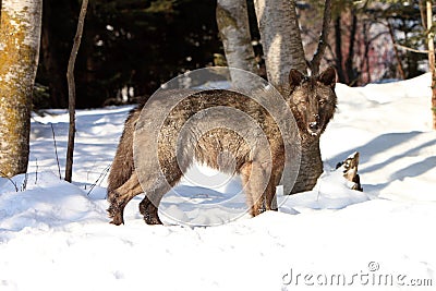 Female black timber wolf Stock Photo