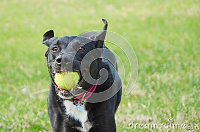 Black Labrador Mix Running With a Ball Stock Photo