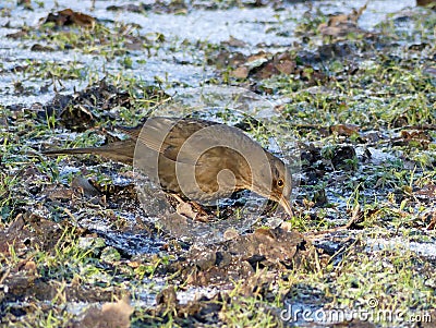Female blackbird digging for worms in frozen ground Stock Photo