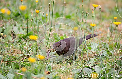 Female blackbird sitting on a meadow with an earthworm Stock Photo