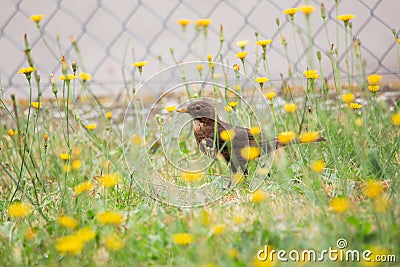 Female blackbird sitting on a meadow Stock Photo