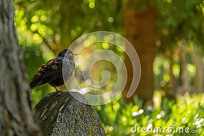 A female blackbird sitting on a tombstone at a lush green graveyard during summertime in Lund, Sweden Stock Photo