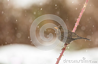 Female Blackbird under the snow Stock Photo