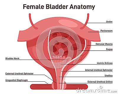 Female bladder anatomy. Healthy internal organ with urethra. Vector Illustration
