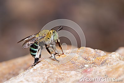 Female blue banded bee on rock Stock Photo