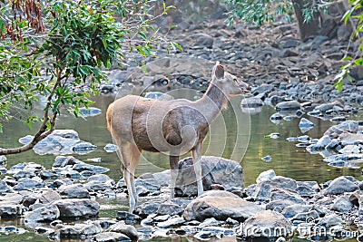 Female blue bull or nilgai - Asian antelope standing in Ranthambore National park, Rajasthan, India Stock Photo