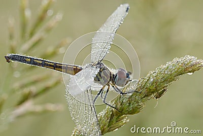 Female blue dasher dragonfly Stock Photo